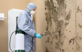 Mold Documentation for Insurance Claims in Lone Tree, CO